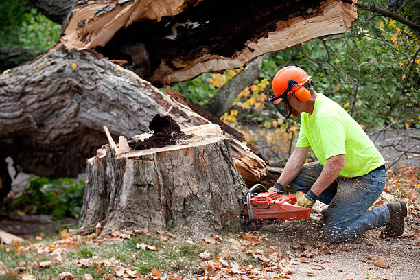 Best Tree Clearing Services  in USA